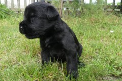 3 týdny/ Wochen/ weeks